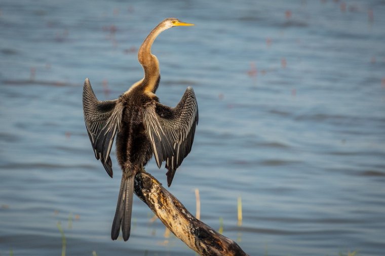 106 Bundala NP, indische slangenhalsvogel.jpg